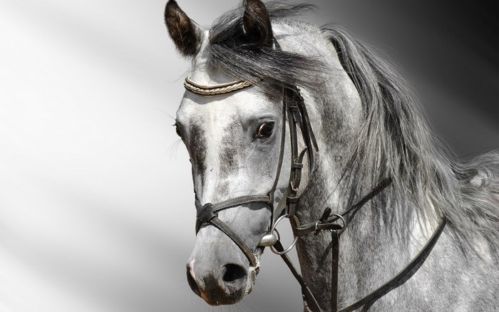 Close-up of a grey horse's head with bridle