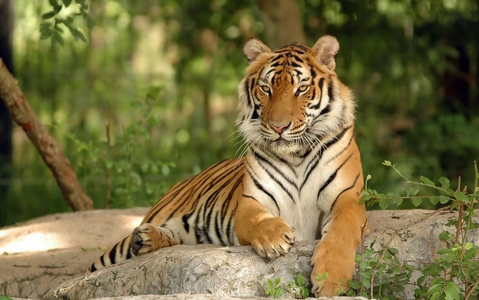 Regal Tiger Resting on Rocky Surface in Forest