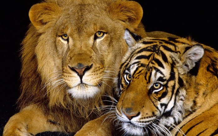 Lion and Tiger close-up