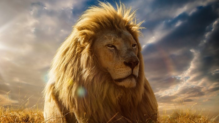 Majestic Lion in Golden Grass at Sunset
