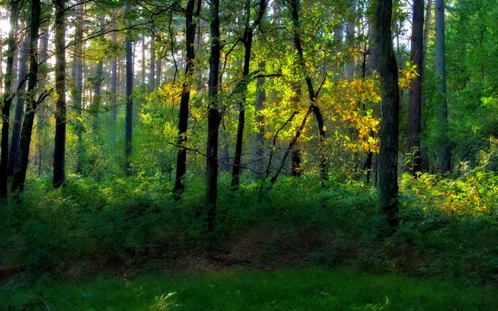 Sunlight filtering through a green forest