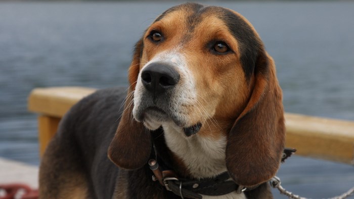 Beagle dog with brown and black fur