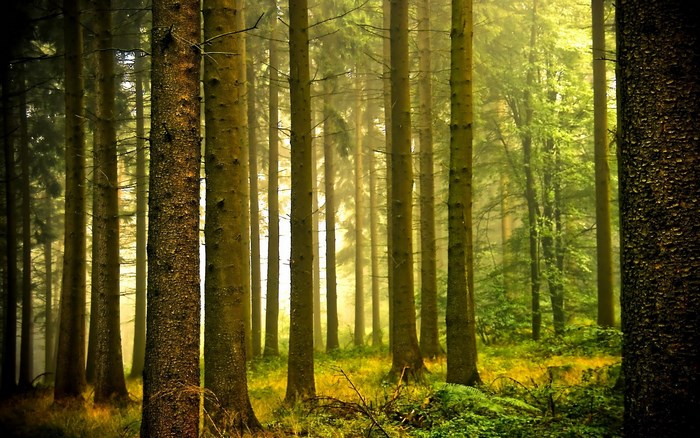 Forest with tall trees and sunlight