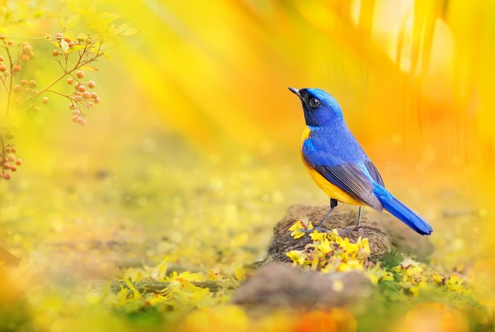 Blue and yellow bird on a rock