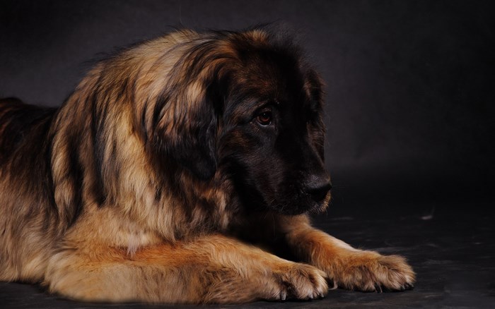 Leonberger dog portrait by Javawnte Jacobson