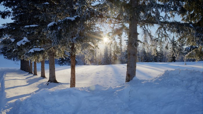 4K winter scene with sunlit snow and trees
