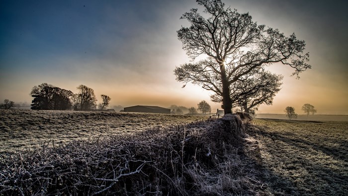 4K Frosty Field with Lone Tree at Sunrise