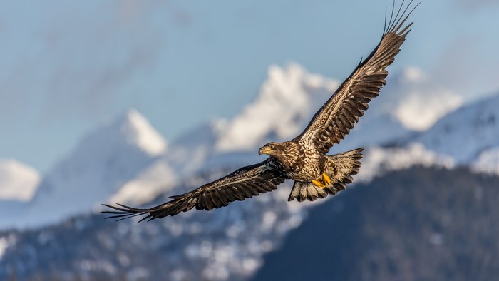 Eagle flying over snowy mountains