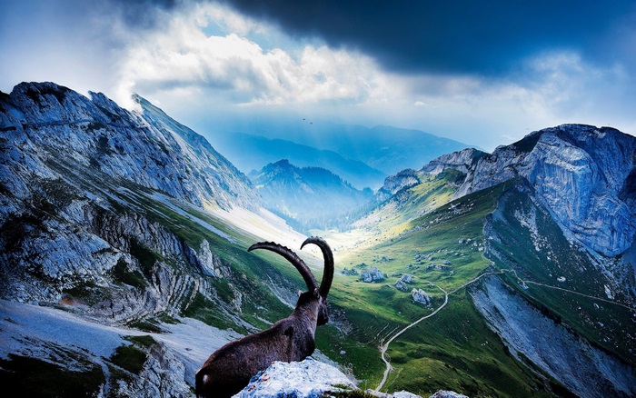 Alpine Ibex on a Mountain Ridge