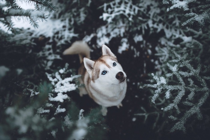 Siberian Husky in Snowy Forest