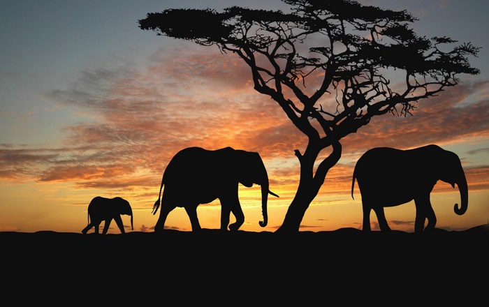 Elephants walking in African savanna at sunset