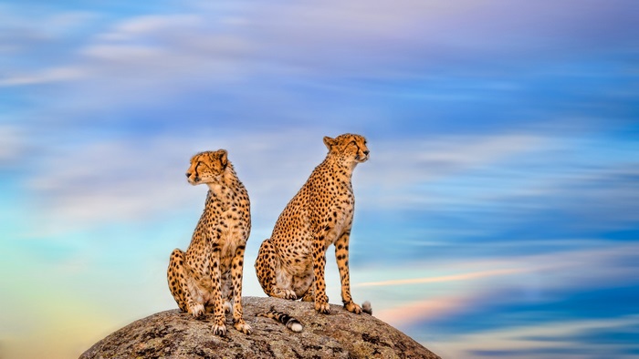 Two cheetahs sitting on a rock against a cloudy sky