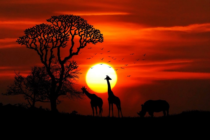 African sunset with giraffes and rhino