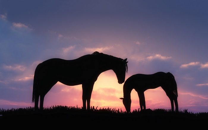 Silhouettes of Two Horses at Sunset