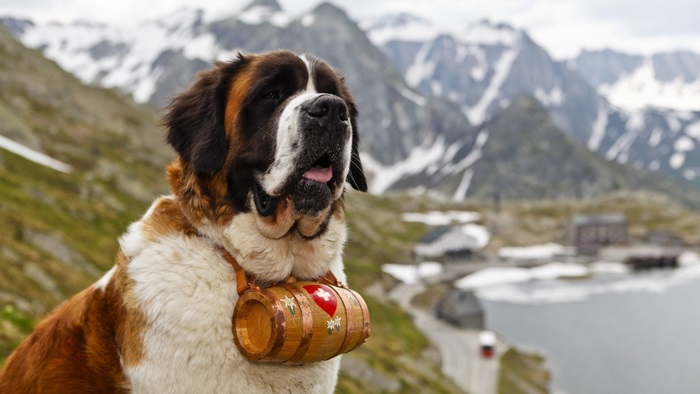 Saint Bernard dog with barrel in mountains