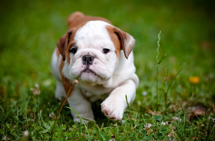 Bulldog puppy walking on grass