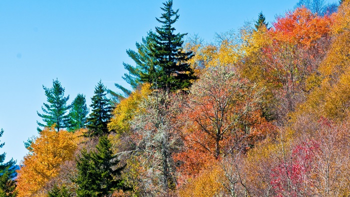 Colorful autumn trees on a mountainside 4K