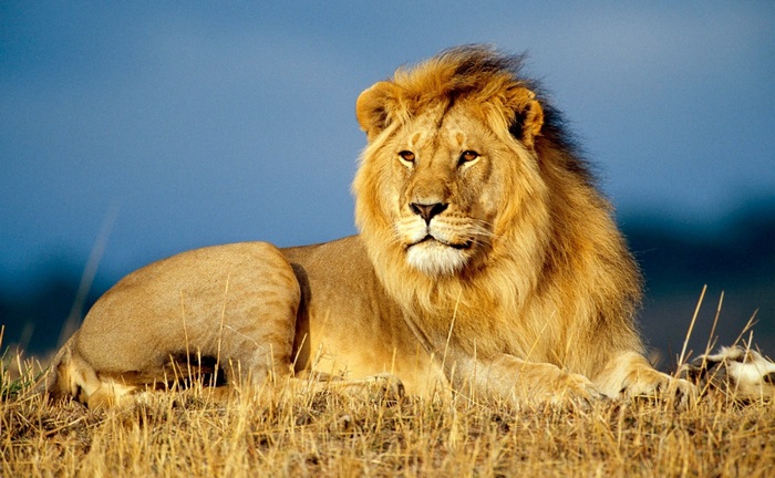 Majestic Lion Resting in Golden Grass 4K