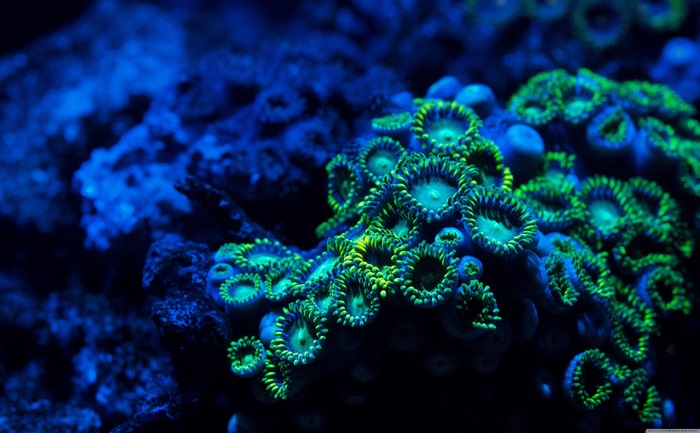 4K Coral Reef with Green Polyps