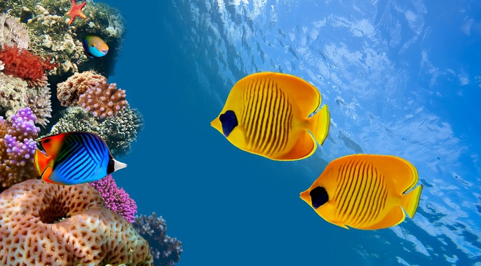 Underwater coral reef with butterflyfish