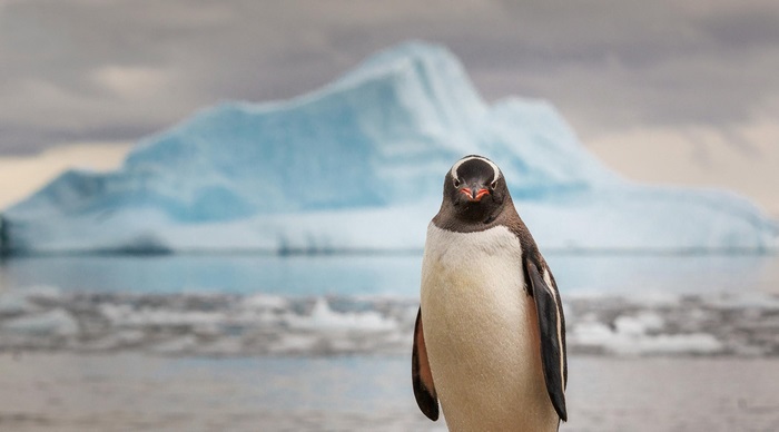 Penguin in front of an iceberg