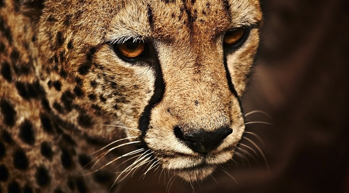 Close-up of a Cheetah's Face in 4K