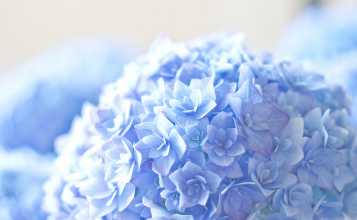 Close-up of blue hydrangeas 4K