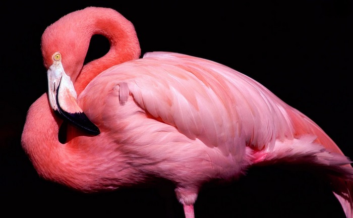 4K Vibrant Pink Flamingo with Curved Neck