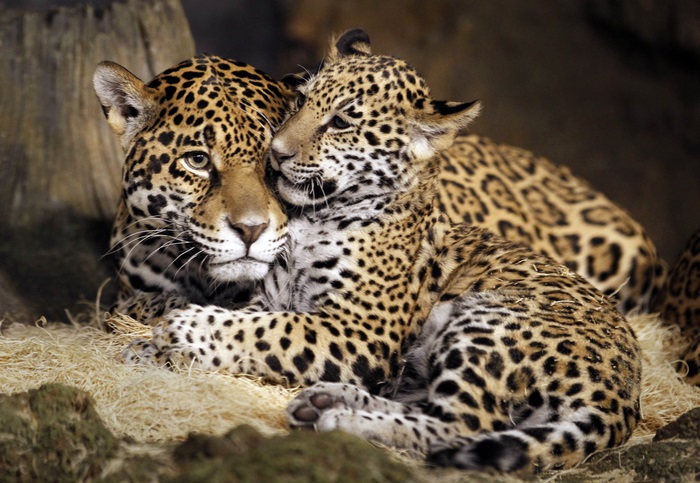 Jaguar mother and cub resting