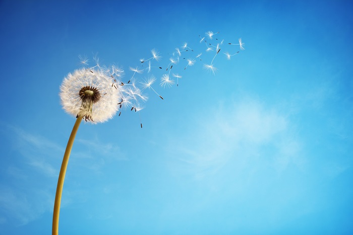 Dandelion seeds blowing in the wind against a blue sky