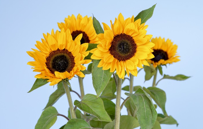 Four sunflowers against a light blue background