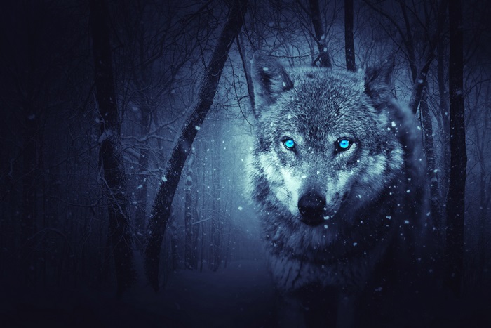 Wolf with glowing blue eyes in a snowy forest