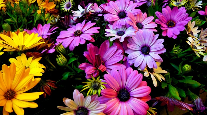 Vibrant 4K Close-Up of Multicolored Flowers