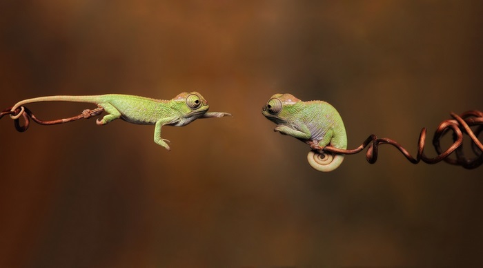Two chameleons on a branch, 4K
