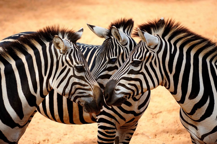Three Zebras Touching Noses 4K Picture