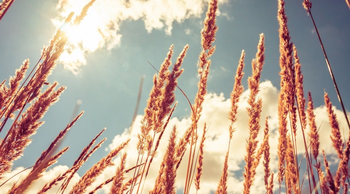 Wheat stalks against the sky in 4K