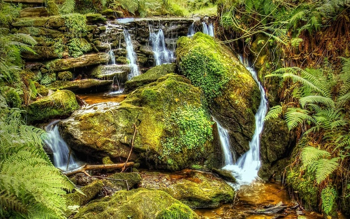 Mossy rocks and ferns beside a cascading forest stream