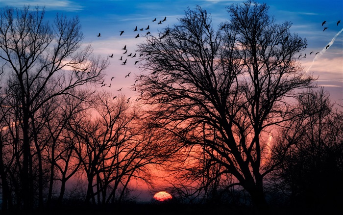 Sunset with Silhouetted Trees and Birds