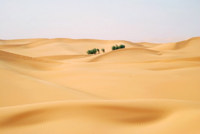 Desert sand dunes with trees