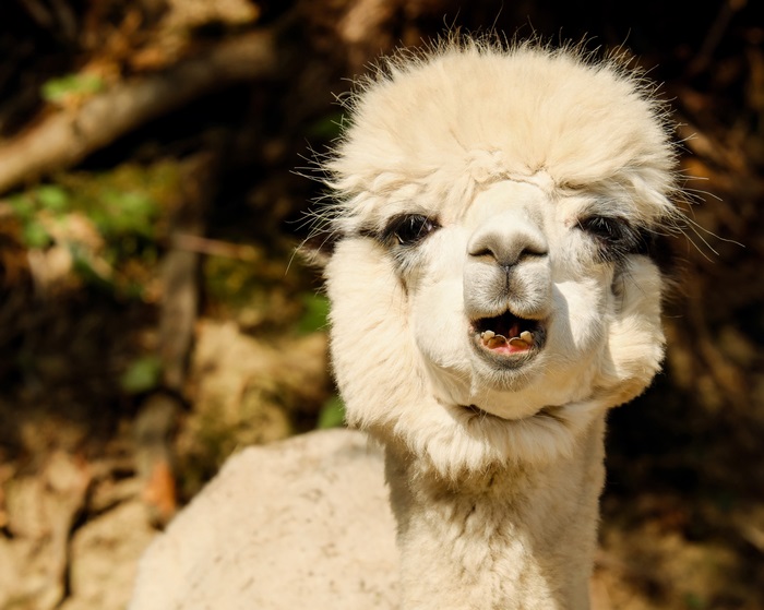 Close-up of a white alpaca with mouth open