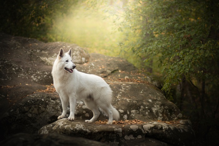 Majestic White Shepherd in Natural Rocky Landscape 4K