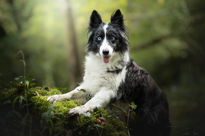 Border Collie with blue eyes in forest 4K