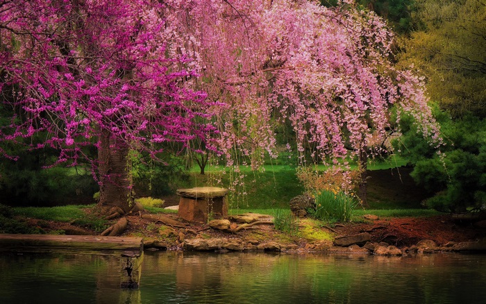 Weeping cherry tree and redbud tree by pond