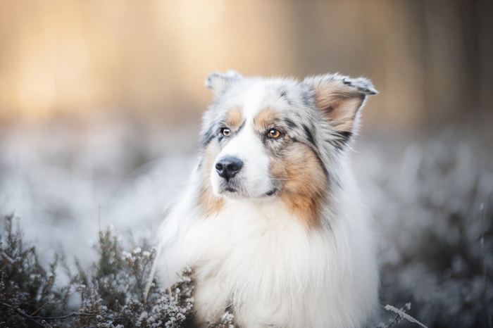 3840x2555 australian shepherd 4k beautiful hd quality, HD Wallpaper ...