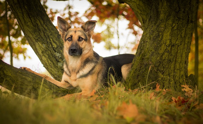 German Shepherd resting by trees in autumn