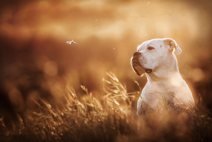 White Boxer Dog and Dragonfly in Field