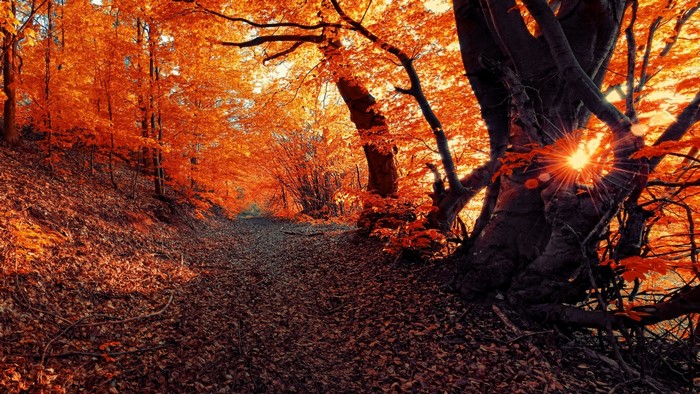 Forest path in autumn with sunbeams