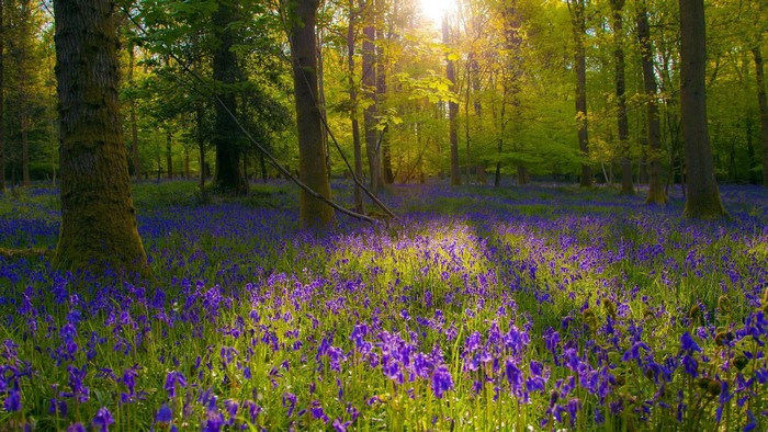 Sunlit Forest Floor Covered in Blue Flowers