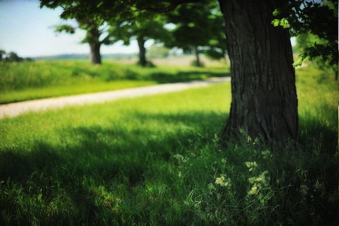 Path through a grassy field with trees