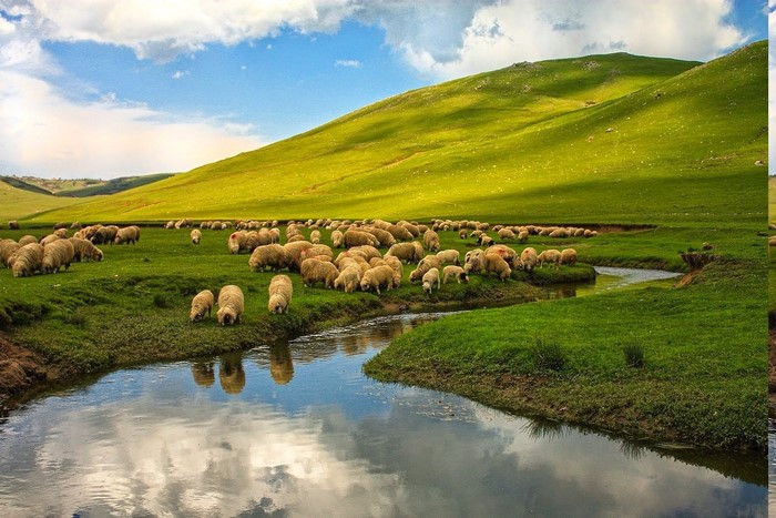 Sheep grazing by a river on a green hill under a cloudy sky